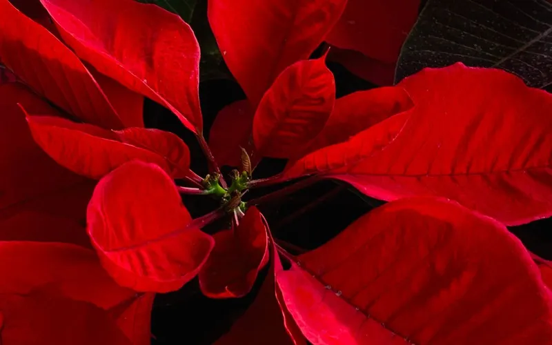 Bractées rouge vif d'un poinsettia en gros plan, autour des petites fleurs vertes du cœur de la plante